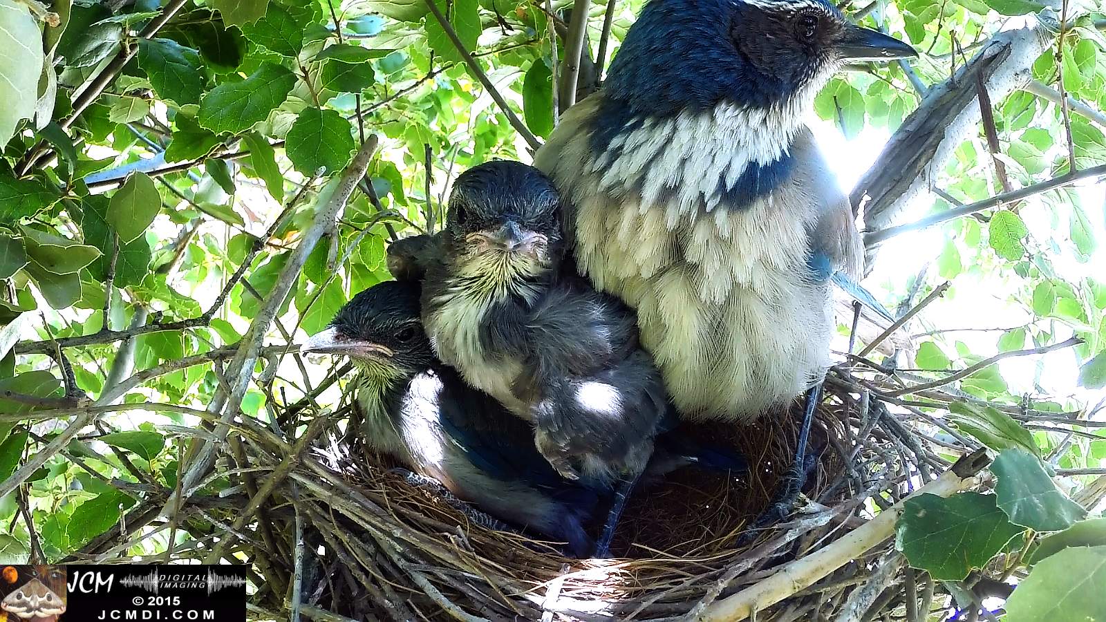 Scrub Jay Documentary female and chicks stacked in crowded nest